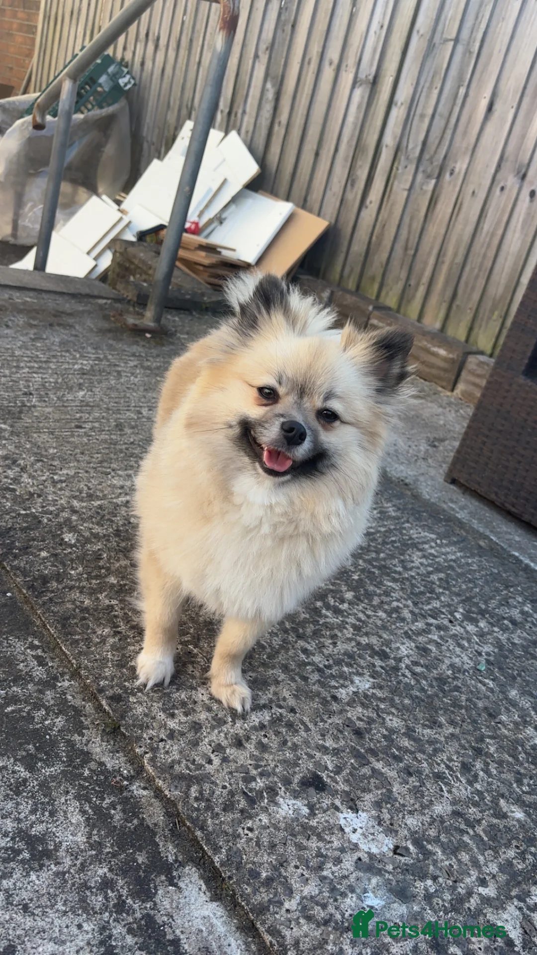 Pomeranian dogs for sale: Kc registered 3 year old Female Pomeranian. - Advert 4