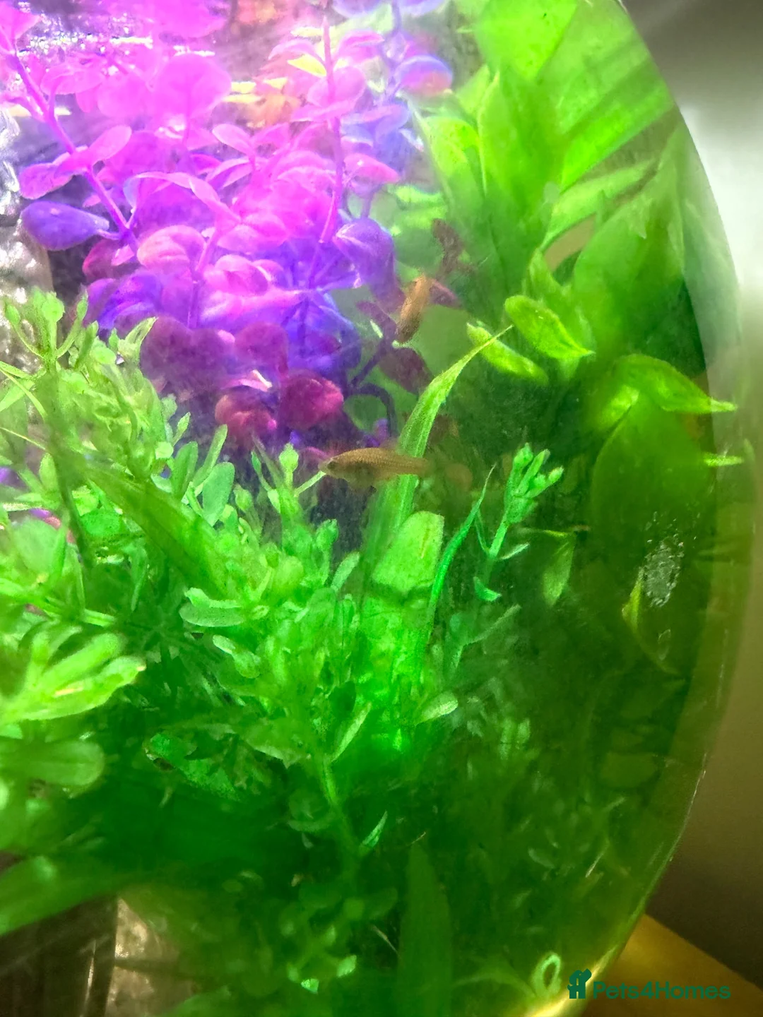 Platies fish for sale: Platie Babies 🐟  - Advert 1