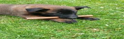 Belgian Shepherd Dog dogs for sale: Belgian Malinois knpv x ring sport fci ikc reg in Omagh - Advert 5