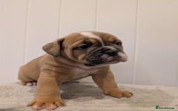 Old Tyme Bulldog dogs for sale: Kyro & Lyla Litter Old Tyme Old English Bullgdog - Image 19