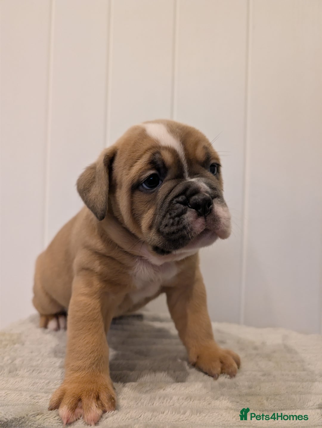 Old Tyme Bulldog dogs for sale: Kyro & Lyla Litter Old Tyme Old English Bullgdog - Image 19