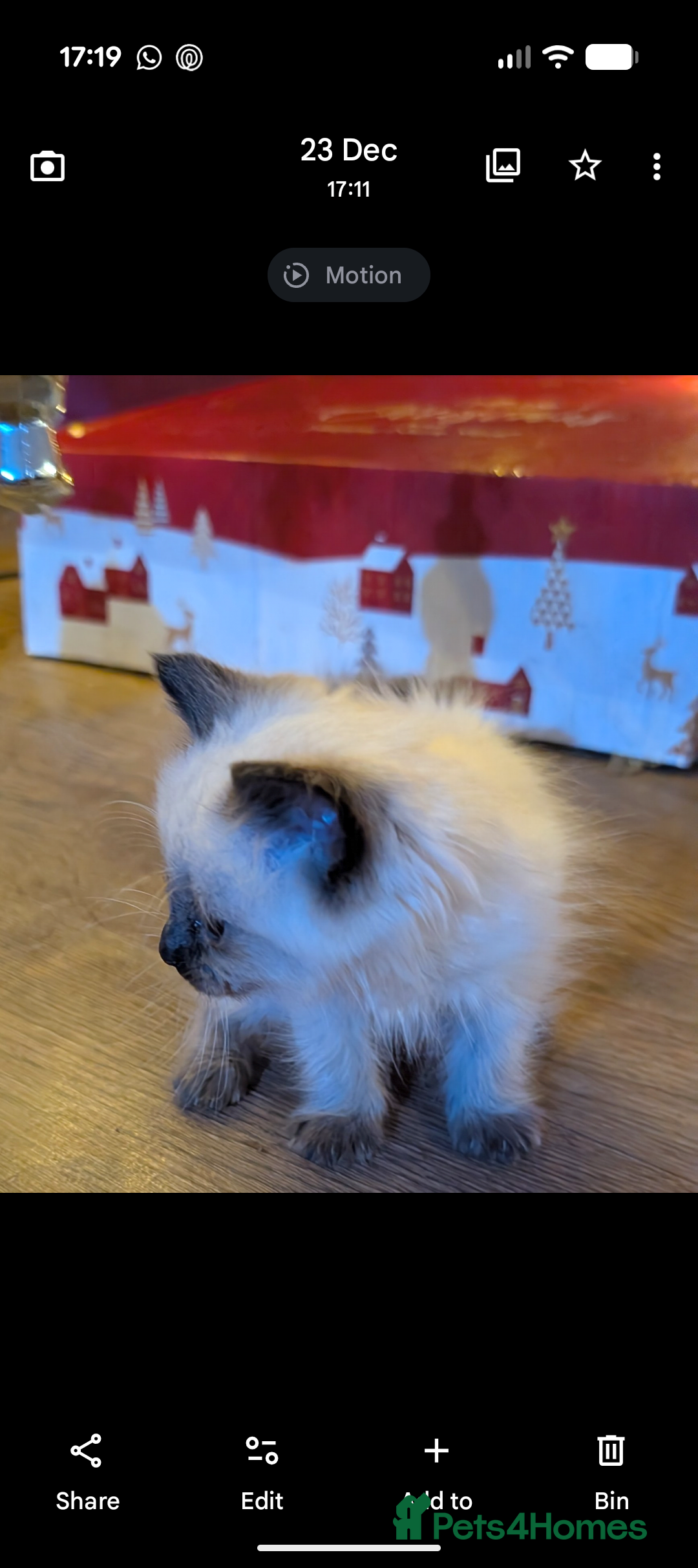 Ragdoll cats for sale: Ragdoll male last one left - Advert 3