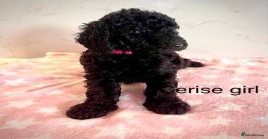 Cockapoo dogs - Advert 5