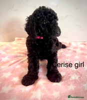 Cockapoo dogs - Advert 5