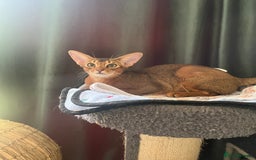 Abyssinian cats for sale: Beautiful Aby Girls in Northwood - Image 4