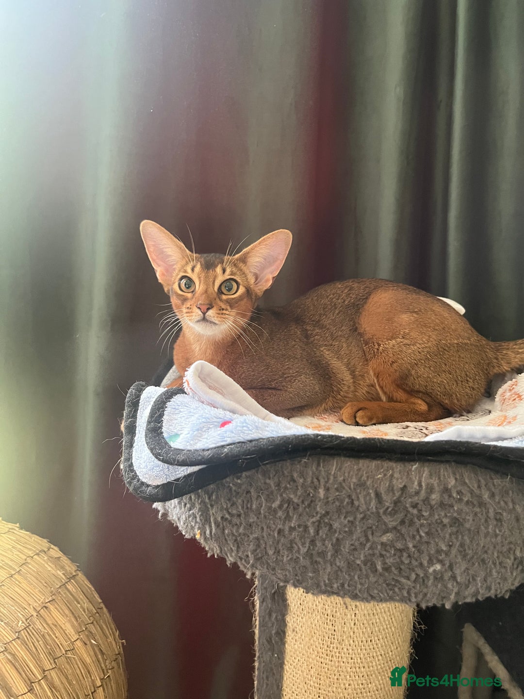Abyssinian cats for sale: Beautiful Aby Girls in Northwood - Image 4