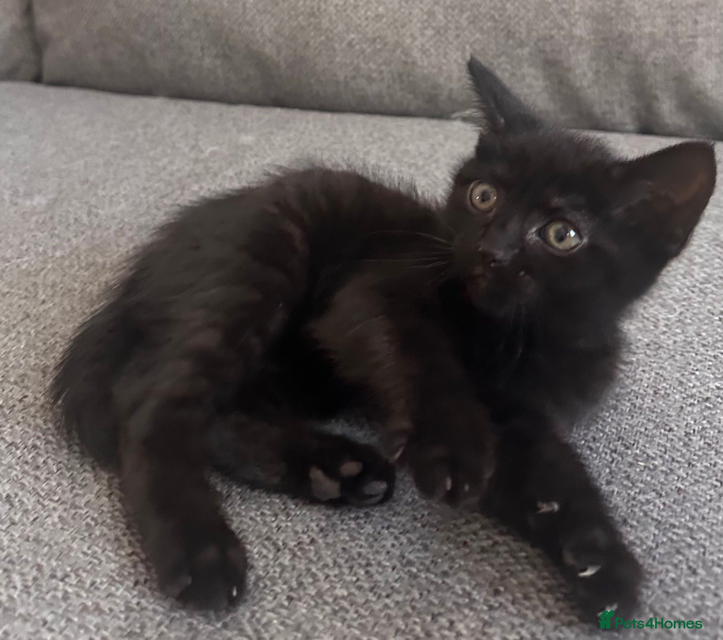 Mixed Breed cats for sale: 2 female black kittens price each in Kettering - Advert 3