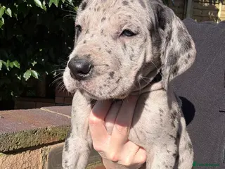 Great Dane dogs Health Tested KC reg Great Dane puppies - Advert 8