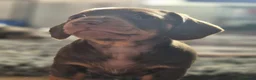 Miniature Dachshund dogs for sale: Beautiful litter of Miniature daschaund puppies  - Advert 13