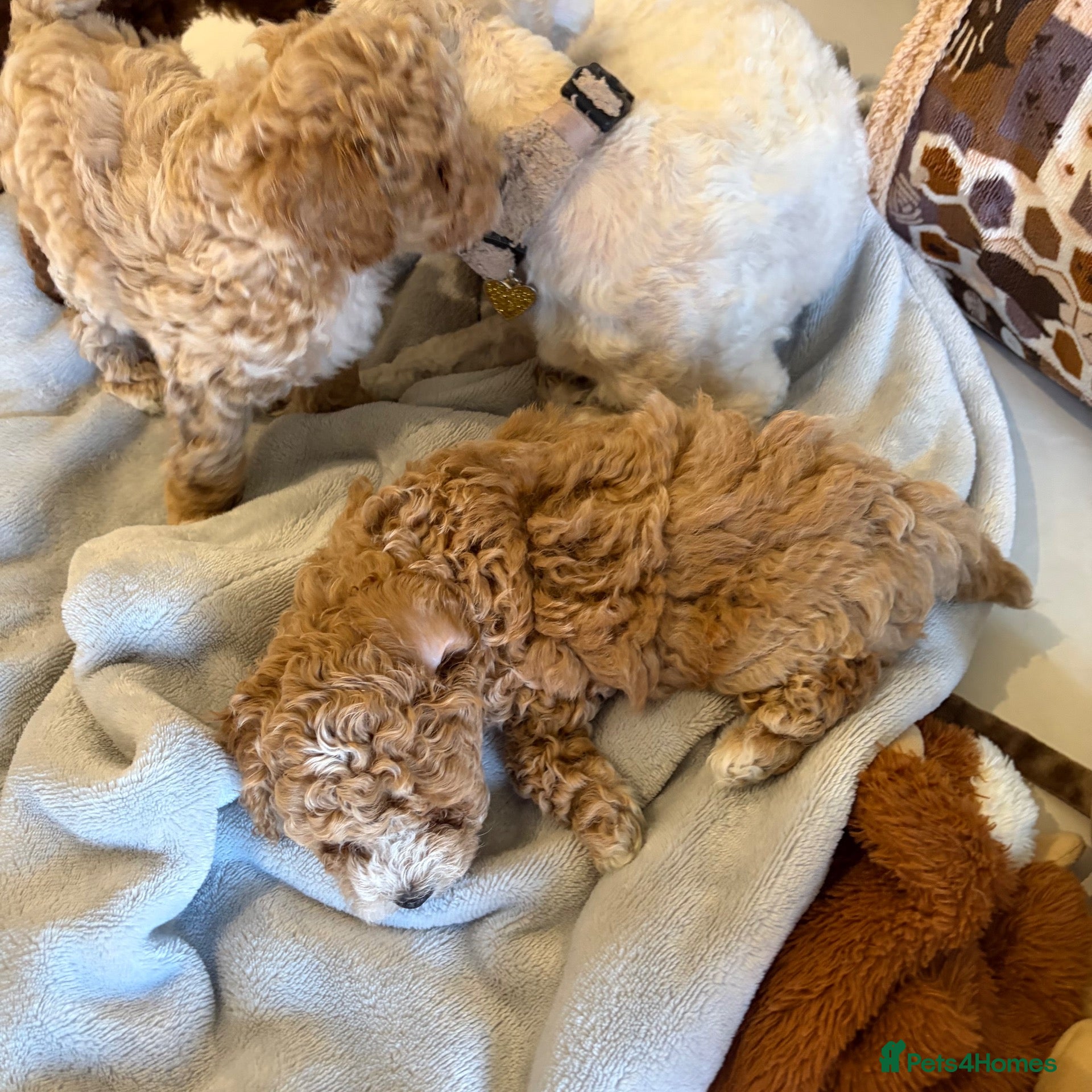 Maltipoo dogs 🐾 F1b Maltipoo Puppies Available – Bingham 🐾 - Advert 12