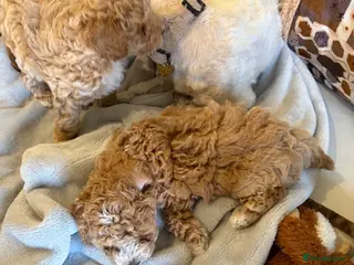 Maltipoo dogs 🐾 Absolutely Beautiful F1b Maltipoo Puppies - Advert 9