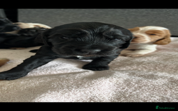 Cocker Spaniel dogs for sale: Outstanding Show Cocker Spaniels DNA Tested - Image 5