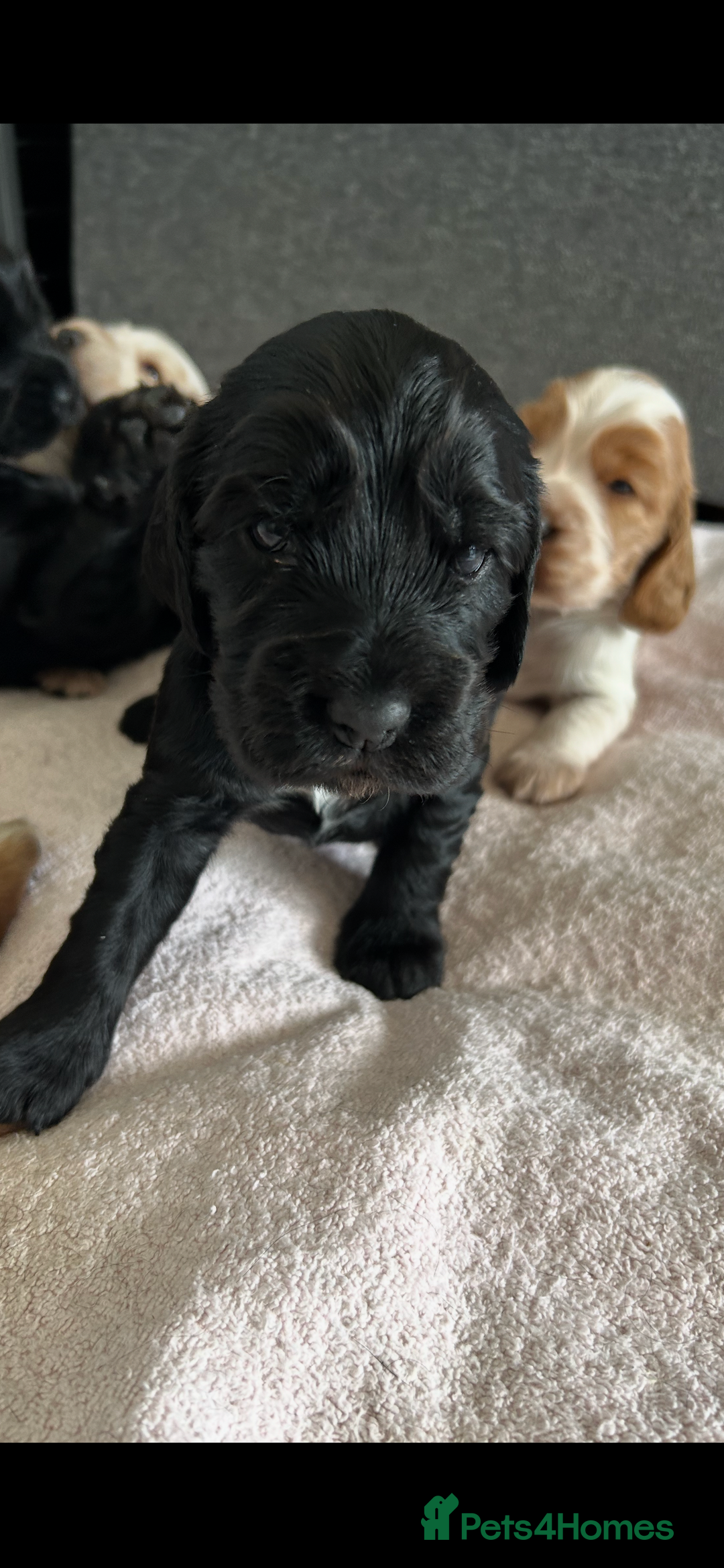 Cocker Spaniel dogs for sale: Outstanding Show Cocker Spaniels DNA Tested - Image 5