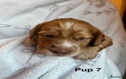 Cockapoo dogs for sale: Adorable Cocker Spaniel/Cockapoo Puppies - Image 30