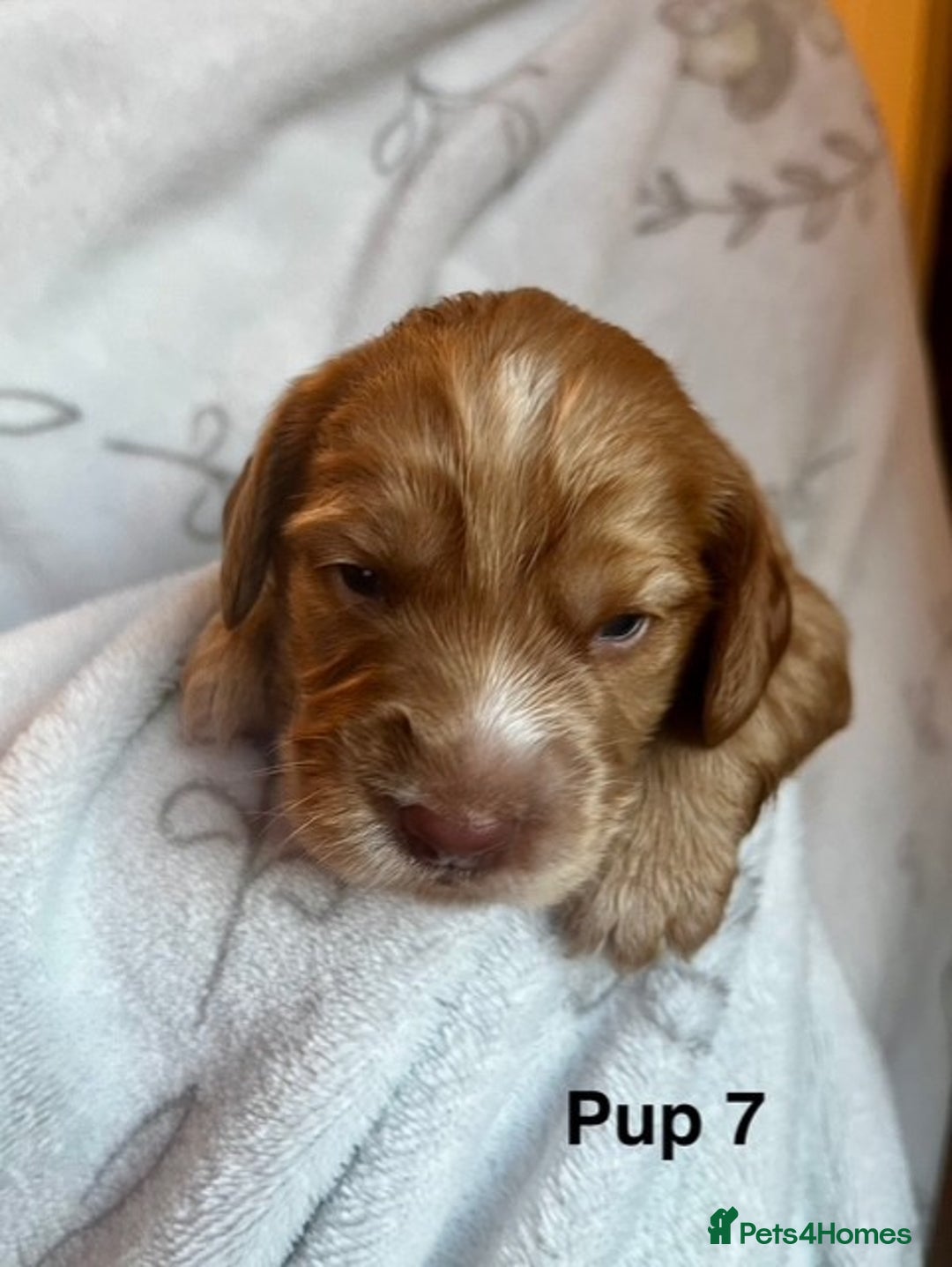 Cockapoo dogs for sale: Adorable Cocker Spaniel/Cockapoo Puppies - Image 30