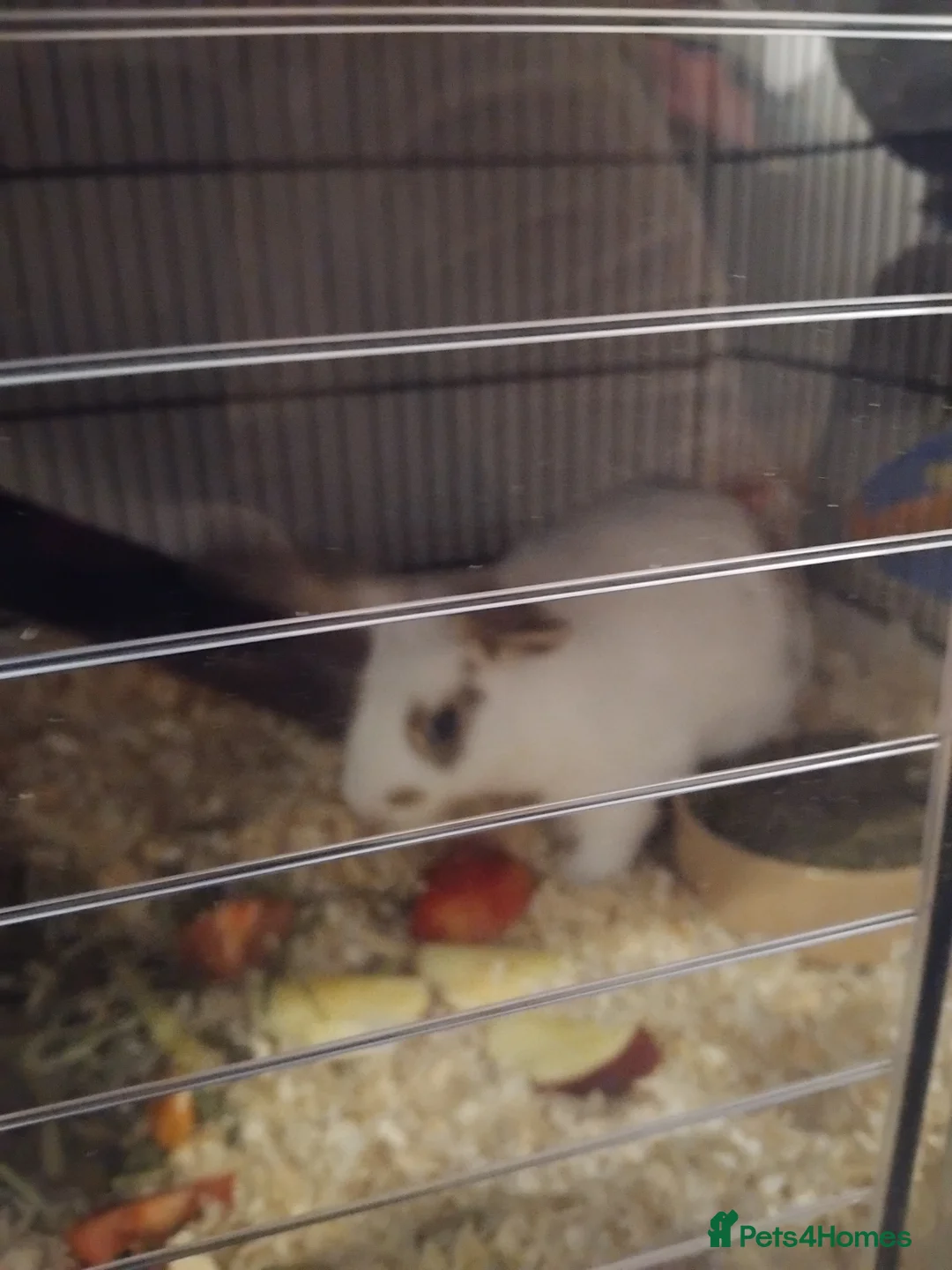 Dutch rabbits for sale: Rabbit  in Rochester - Advert 3