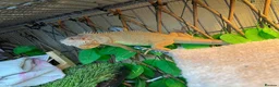Iguana reptiles for sale: Iguana  in Manchester - Advert 4