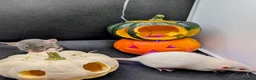 Rat rodents for sale: 4 female baby dumbo rats available  - Advert 4