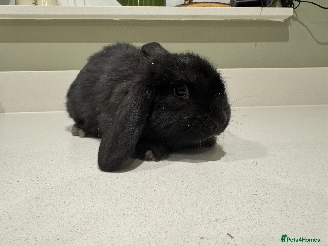 New Zealand rabbits for sale: New Zealand lops  - Advert 6