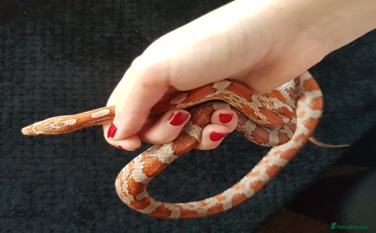 Corn Snake reptiles - Advert 1
