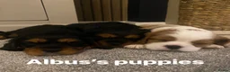 Cavalier King Charles Spaniel dogs for stud: KC Reg Health Tested Proven Cavalier King Charles  - Advert 12