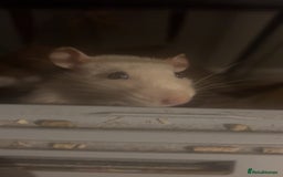 Rat rodents for sale: 2 rats looking for new home  - Image 2