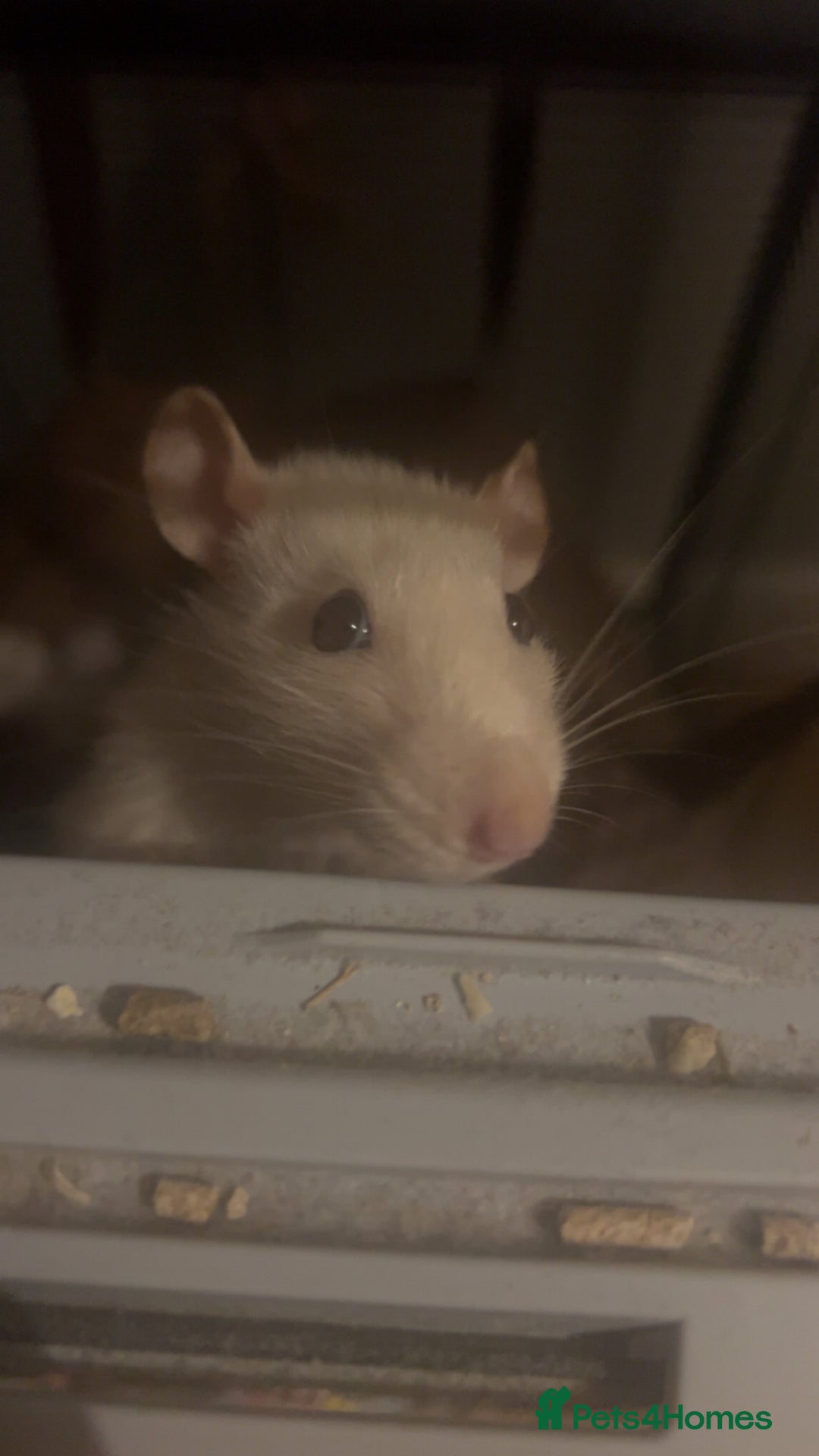 Rat rodents for sale: 2 rats looking for new home  - Image 2