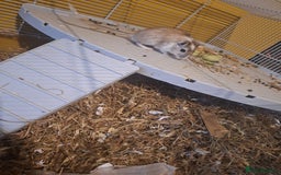 Gerbil rodents for sale: 2 baby boy gerbils - Advert 8