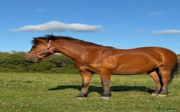Dartmoor horses for sale: STUBBY, companion or project, Dartmoor cross  - Image 4