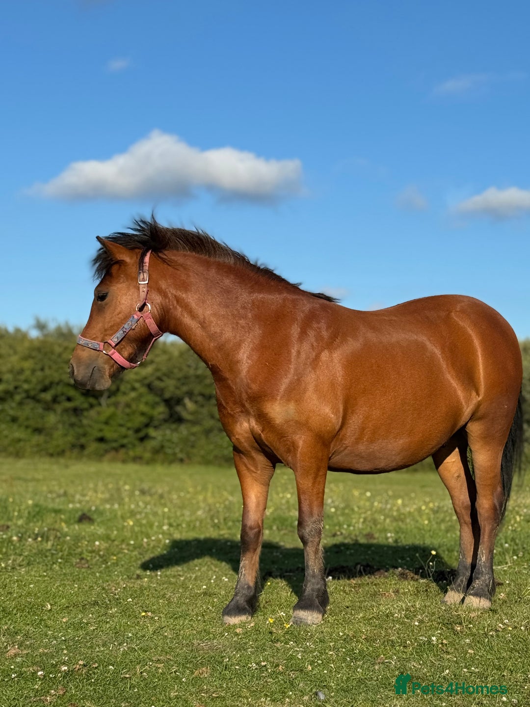 Dartmoor horses for sale: STUBBY, companion or project, Dartmoor cross  - Image 4