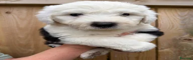 Old English Sheepdog 5