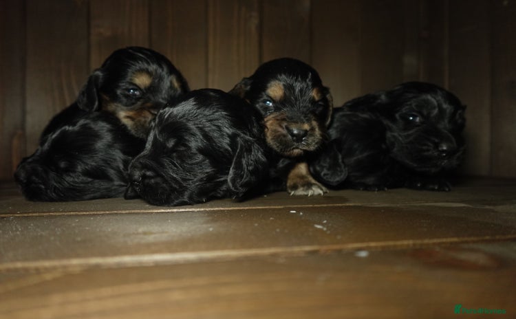 Cocker Spaniel dogs - Advert 11
