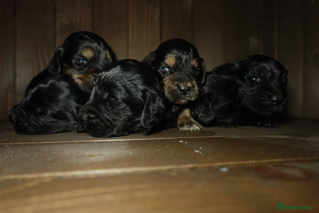 Cocker Spaniel dogs for sale: Quality KC Show type Cocker spaniels - Image 1