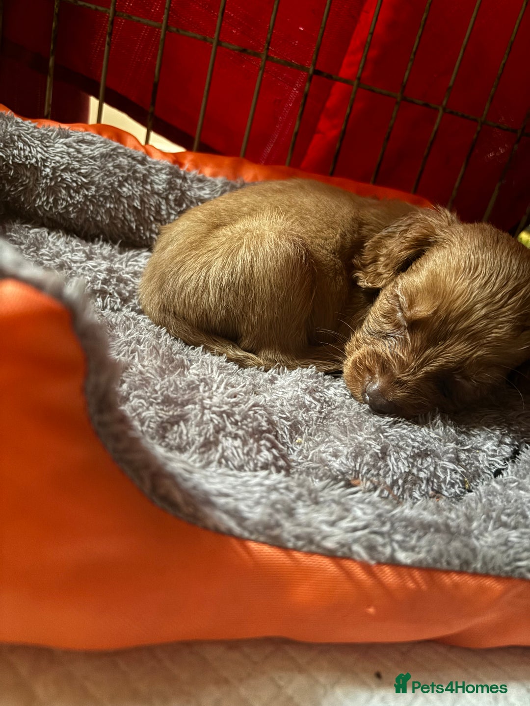 Cocker Spaniel dogs for sale: 5 lovely cocker spaniels  - Advert 13