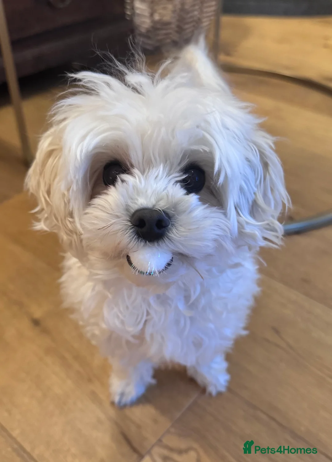 Maltipoo dogs for stud: Male for stud - Advert 4