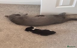 Mixed Breed cats for sale: 🐾 Half British Shorthair Kittens Available! 🐾 - Image 20