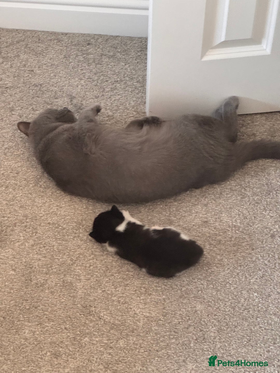 Mixed Breed cats for sale: 🐾 Half British Shorthair Kittens Available! 🐾 - Image 20