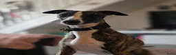 Whippet dogs for stud: Barney - Advert 4