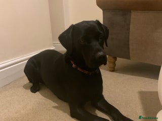 Labrador Retriever dogs 2 Female Black Labrador Retrievers - Advert 16