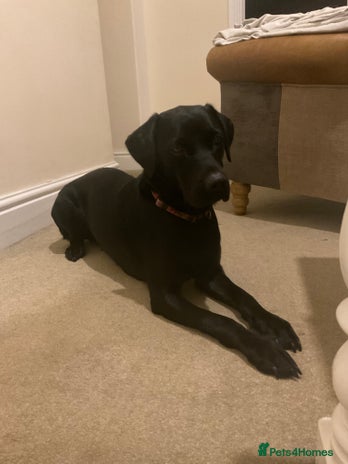 Labrador Retriever dogs - Advert 4