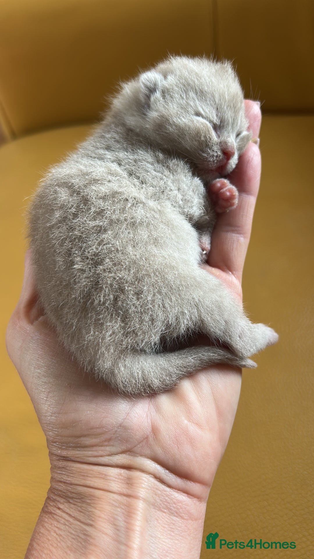 British Shorthair cats for sale: Tica Registered British Shorthair kittens - Advert 8