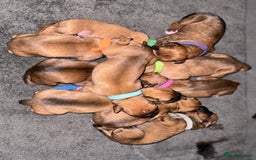Boxer dogs for sale: 10 Boxer X Puppies - Ready 13th October - Image 28