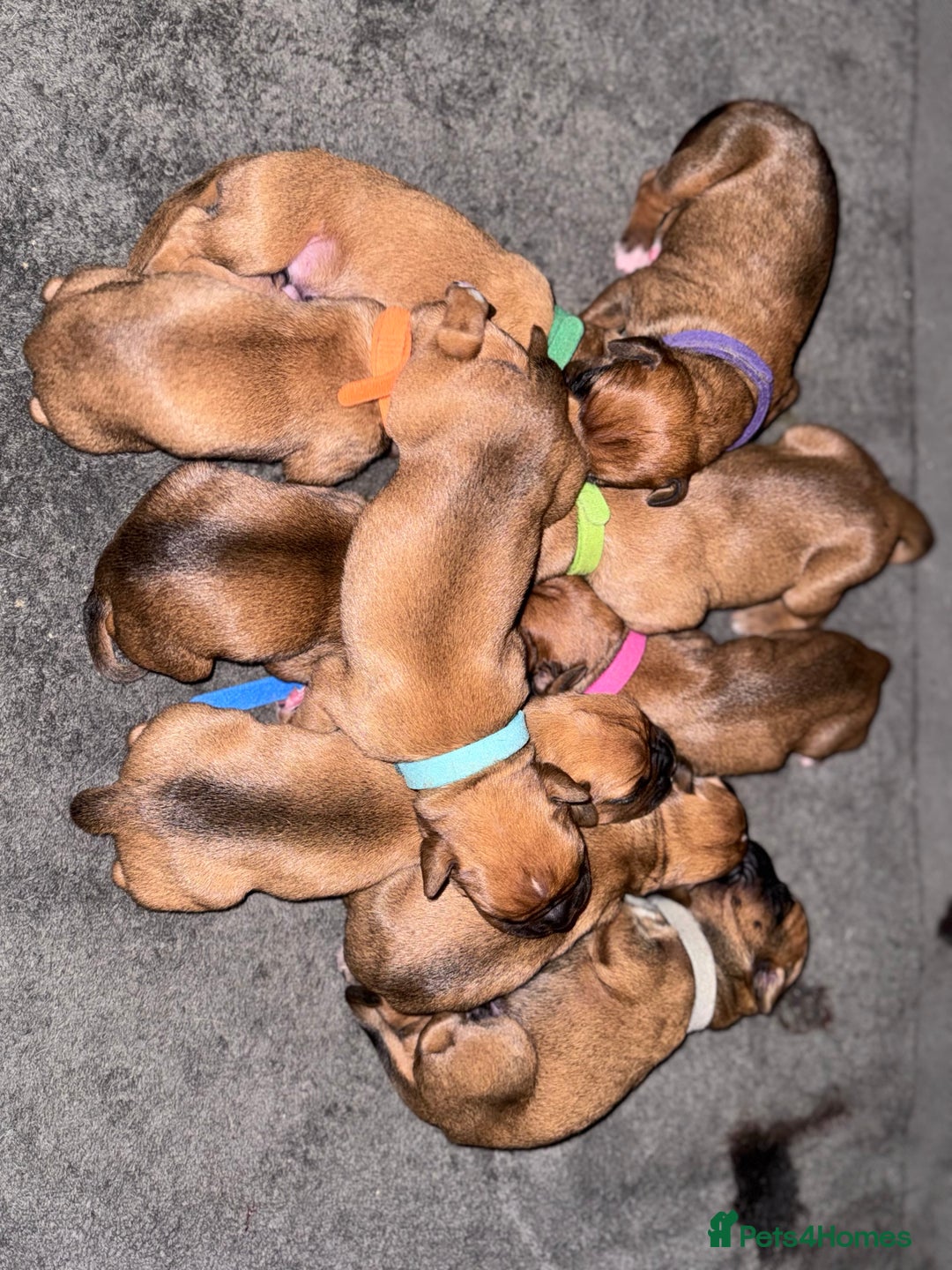 Boxer dogs for sale: 10 Boxer X Puppies - Ready 13th October - Image 28