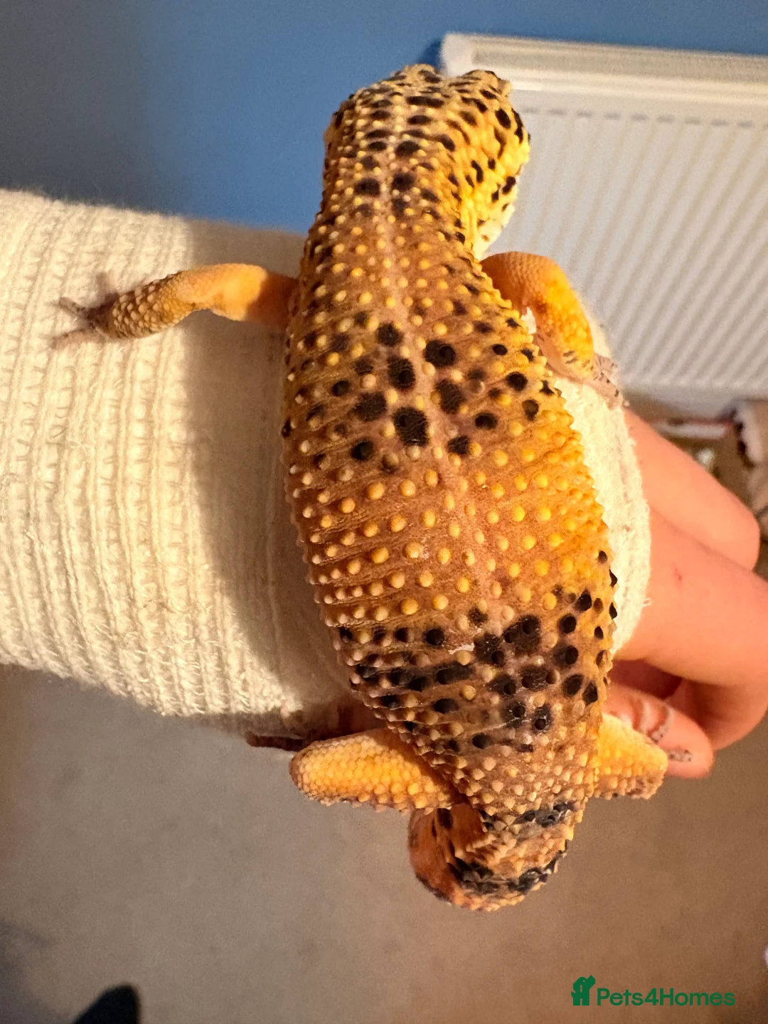 Leopard Gecko reptiles for sale: Male leopard gecko  - Advert 5