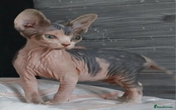 Sphynx cats for sale: Beautiful blue-eyed Sphynx kitten for sale  - Image 7