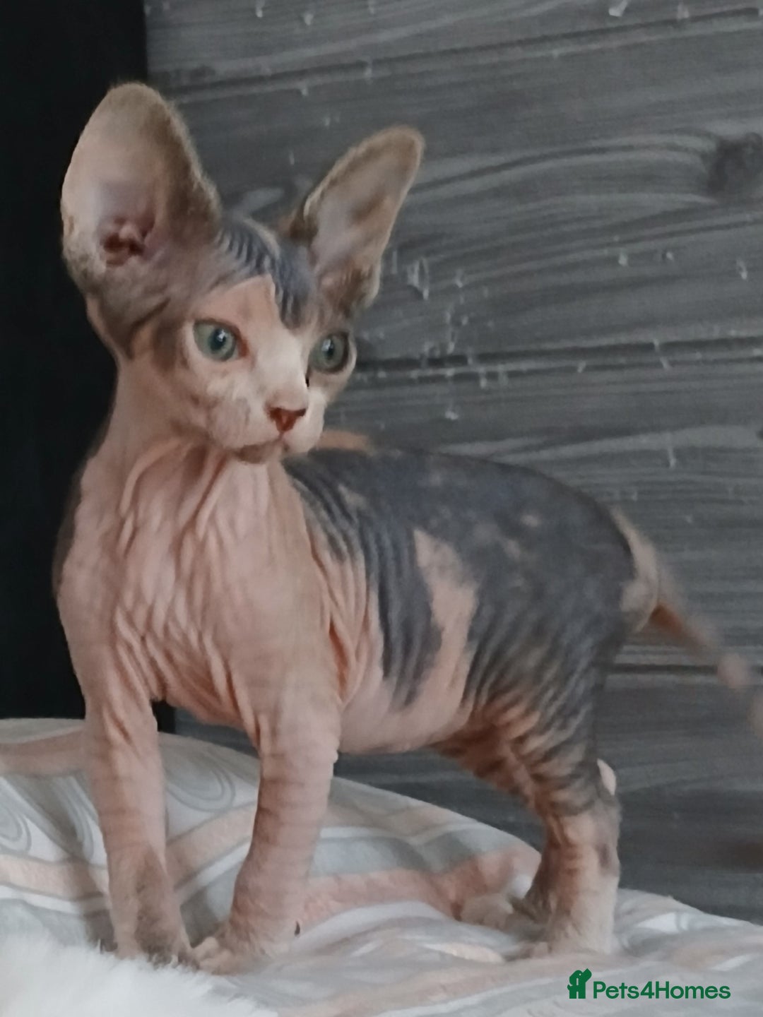 Sphynx cats for sale: Beautiful blue-eyed Sphynx kitten for sale  - Image 7