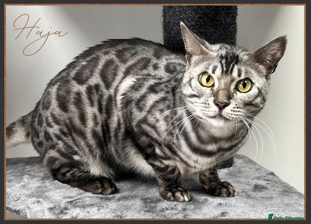 Bengal cats for sale: Silver Spotted Bengal Siblings Haja And Tala - Image 18