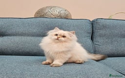 Scottish Fold cats for sale: Excellent Scottish straight kittens  - Advert 22