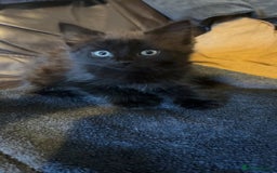 Mixed Breed cats for sale: Mixed breed kittens ready now  - Image 4