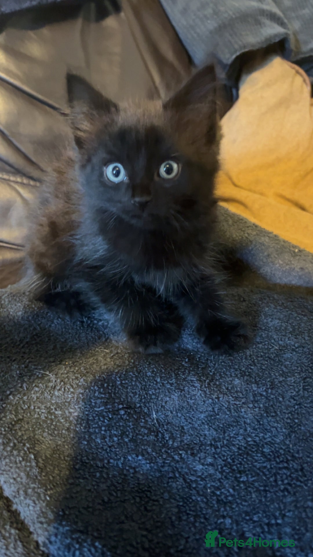 Mixed Breed cats for sale: Mixed breed kittens ready now  - Image 4